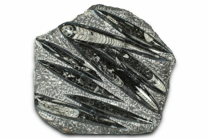 Polished Fossil Orthoceras (Cephalopod) Plate - Morocco #336142